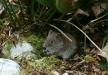 Bank Vole